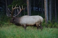 Jasper 'Wapiti' 19_09_2011 (5)